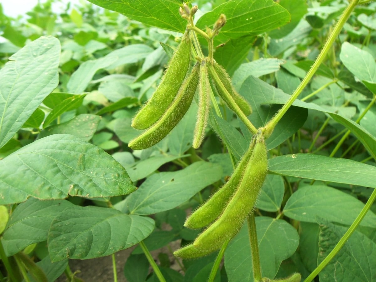 Glycine soja